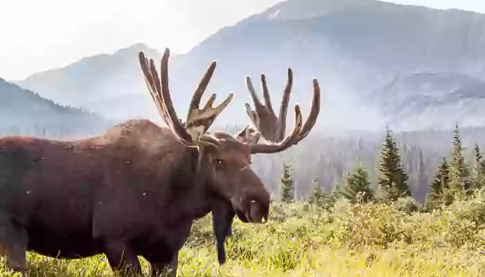 8 Tallest Animals In The World